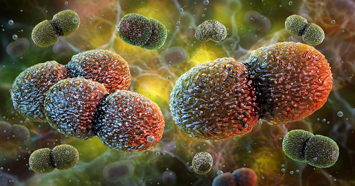 نقش Enterococcus faecalis در شکست درمان ریشه